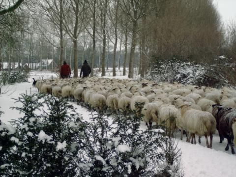 Vakantiepark De Kattenberg - Camping Winterswijk - Image N°6