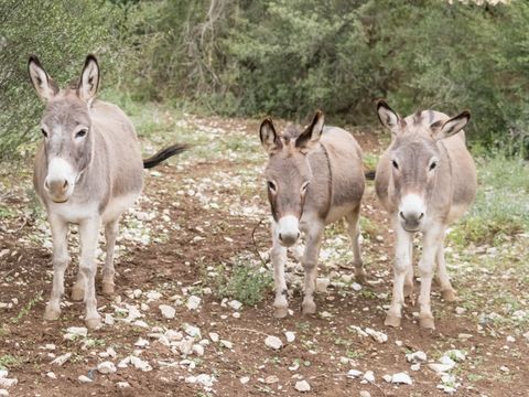 Domaine Saint Cerice - Camping Ardèche - Image N°54