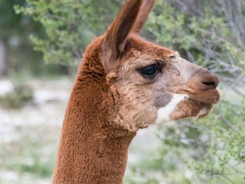 Domaine Saint Cerice - Camping Ardèche - Image N°53
