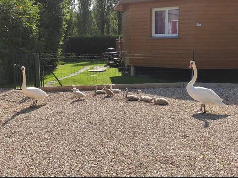 Camping Les Iles - Camping Eure - Image N°20