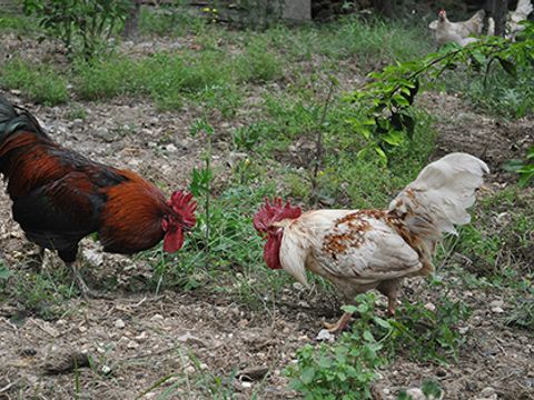 Agricampeggio Masseria San Nicola - Camping Lecce - Image N°4