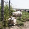 Oosterscheldepark de Stelhoeve