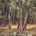 Camping Sierra de Javalambre