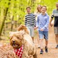 Ardennen Camping Bertrix