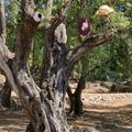 Camping La Camassade