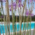 Agriturismo Terra dei Limoni