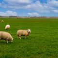 EuroParcs Texel