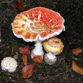 Vrijrijck Heivlinder