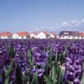 Duinpark De Witte Raaf