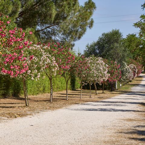 Costa d'Argento Camping Village Club Capalbio Costa d'Argento Camping Village Club Capalbio - Camping Grosseto - Image N°5