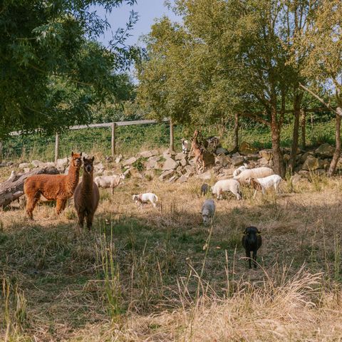 Slow Village Pornic Slow Village Pornic - Camping Loire-Atlantique - Image N°6