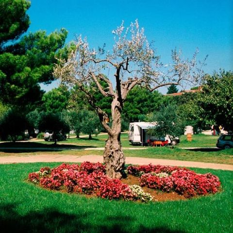 Camping Koversada Park Camping Resort Camping Koversada Park Camping Resort - Camping Istrie - Image N°3