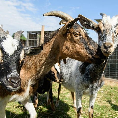 Camping Les Goélands - Camping Seine-Maritime - Image N°6