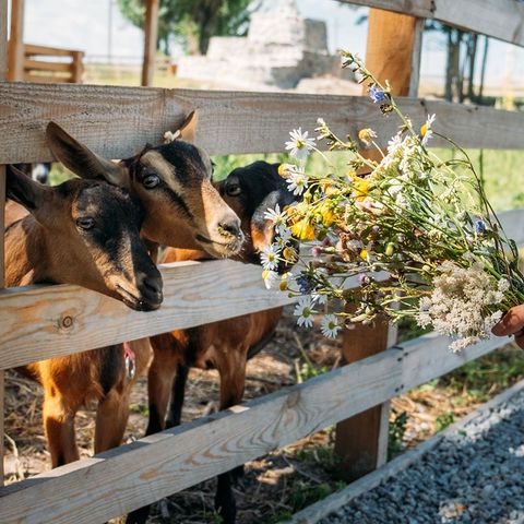 Camping Les Goélands - Camping Seine-Maritime - Image N°2