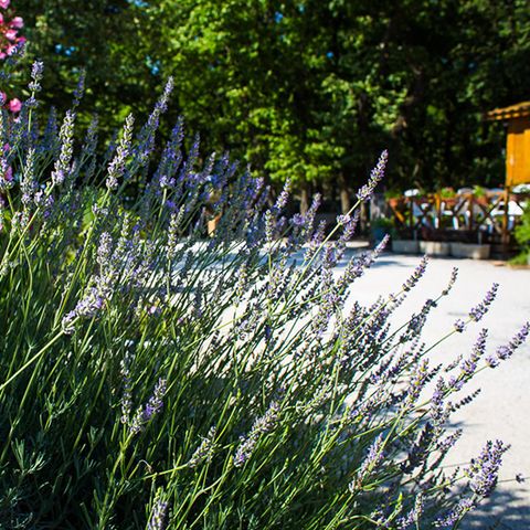 Camping Le Bois Des Ecureuils Camping Le Bois Des Ecureuils - Camping Gard - Image N°5