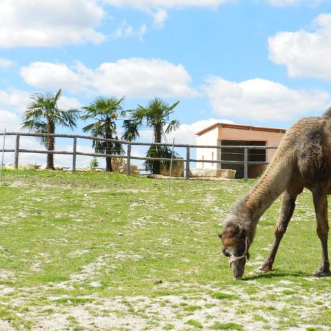 Camping DéfiPlanet' - Camping Vienne - Image N°3