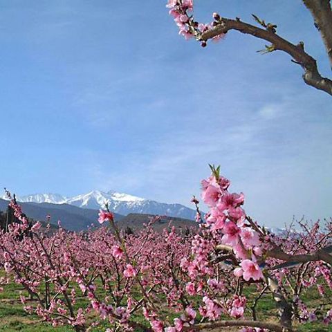 Camping Les Jardins d'Estavar - Camping Pyrénées-Orientales - Image N°2