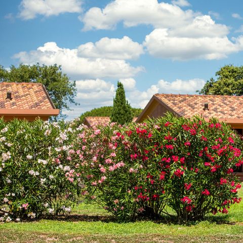 Gitavillage California  Gitavillage California  - Camping Rome - Image N°4