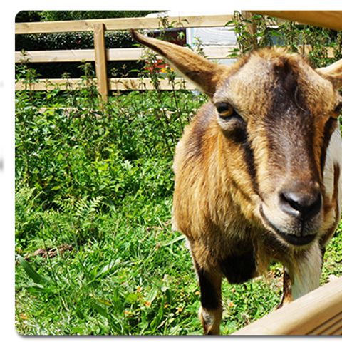 Camping Le Moulin de Rambourg - Camping Vendée - Image N°6