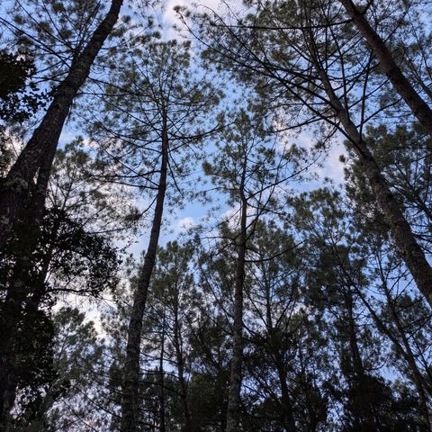 Camping Landae - Camping Landes - Image N°3