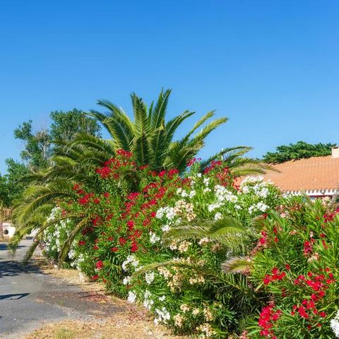 Camping Novela Port la Nouvelle - Camping Aude - Image N°4