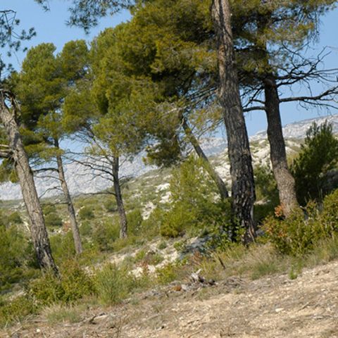 Camping Le Cézanne Camping Le Cézanne - Camping Bouches-du-Rhône - Image N°4