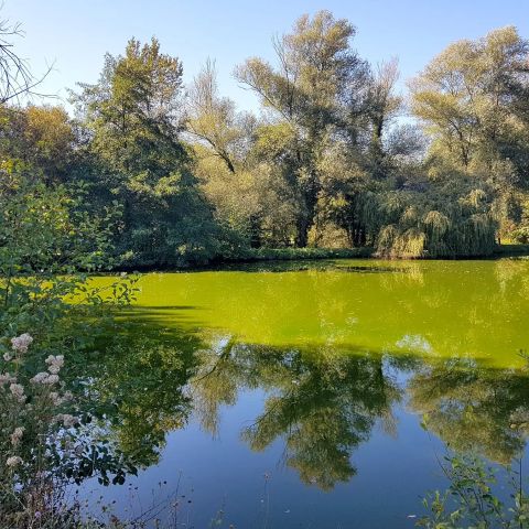 Camping les Etangs du Plessac  Camping les Etangs du Plessac  - Camping Dordogne - Image N°6