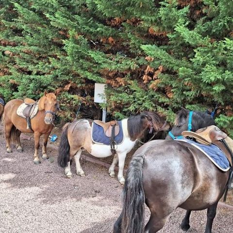 Camping La Prévoté - Camping Vendée - Image N°2