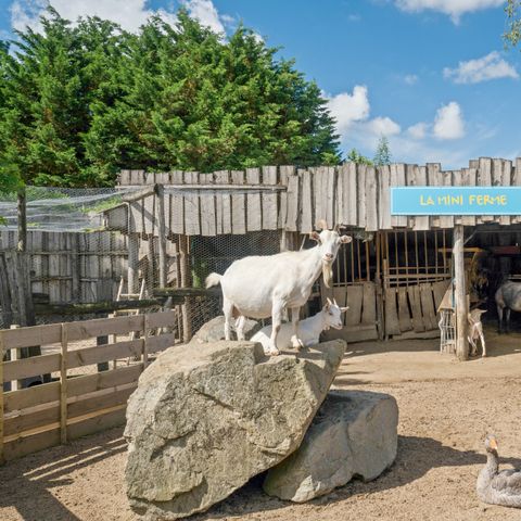 Camping La Grand Métairie - Camping Paradis - Camping Vendée - Image N°6