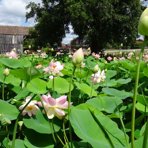 Camping Domaine du Vieux Moulin - Camping Landes - Image N°4