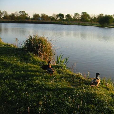 Camping du Lac de Saujon Camping du Lac de Saujon - Camping Charente-Maritime - Image N°4