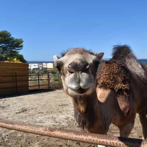 Camping Marina Plage - Camping Bouches-du-Rhône - Image N°5