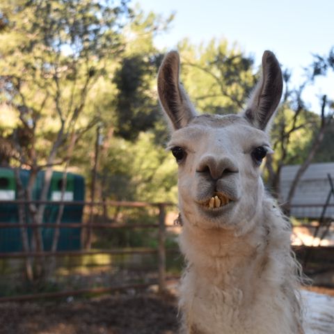 Camping Marina Plage - Camping Bouches-du-Rhône - Image N°6