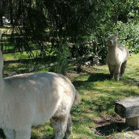 Camping Aux Portes Des Mille Sources  - Camping Corrèze - Image N°4