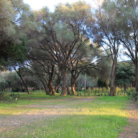 Camping Casa Di Luna Camping Casa Di Luna - Camping Corse du Nord - Image N°4