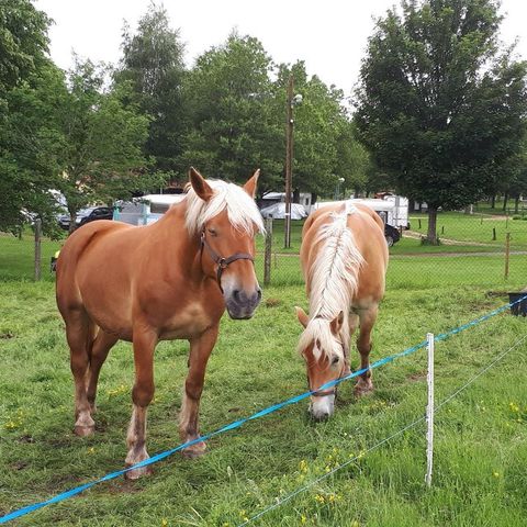 Camping La Cigale de l'Allier - Camping Lozere - Image N°3