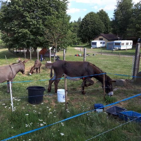 Camping La Cigale de l'Allier - Camping Lozere - Image N°4