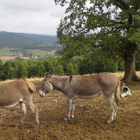 Camping La Ferme Du Pelou Camping La Ferme Du Pelou - Camping Dordogne - Image N°4