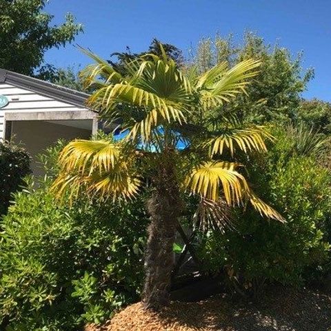 Camping Tahiti Village - Camping Charente-Maritime - Image N°5