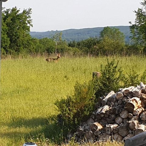 Camping La Perle - Camping Creuse - Image N°2