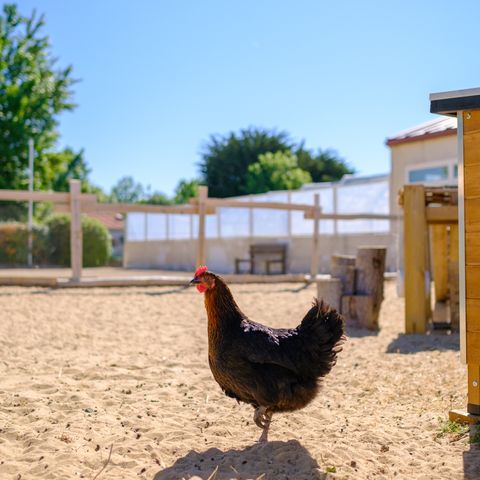 Camping Le Grand Pré Camping Le Grand Pré - Camping Vendée - Image N°6