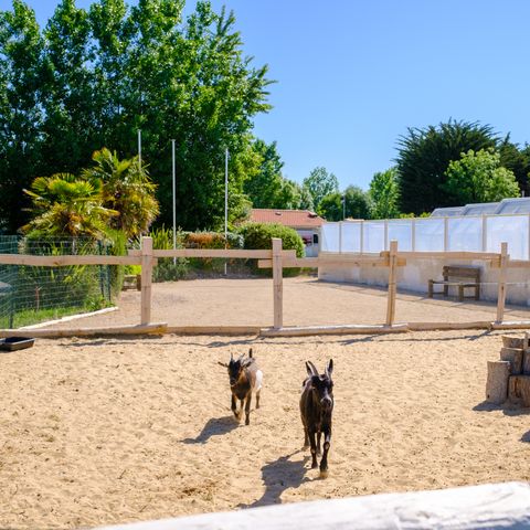 Camping Le Grand Pré Camping Le Grand Pré - Camping Vendée - Image N°4