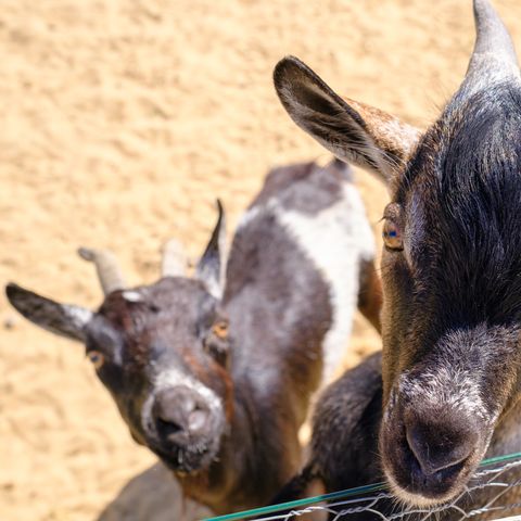 Camping Le Grand Pré Camping Le Grand Pré - Camping Vendée - Image N°5