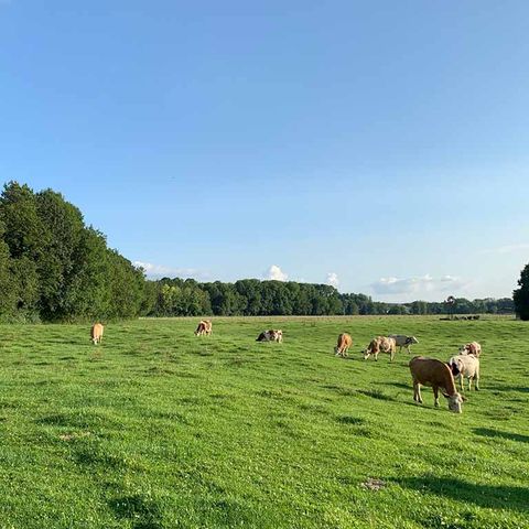 Camping La Saline Camping La Saline - Camping Doubs - Image N°6