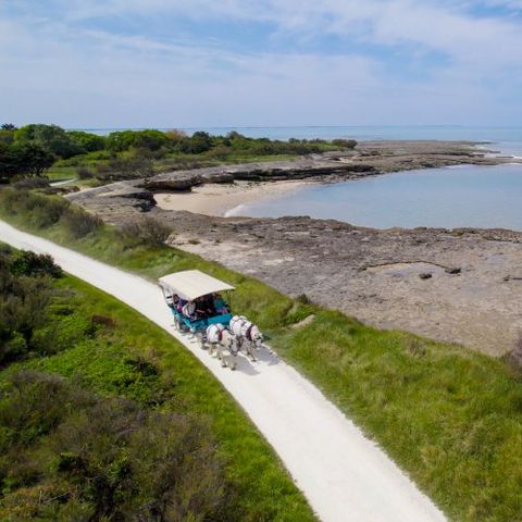 VVF Villages - Ile de Ré les Dunes - Sainte-Marie-de-Ré VVF Villages - Ile de Ré les Dunes - Sainte-Marie-de-Ré - Camping Charente-Maritime - Image N°3