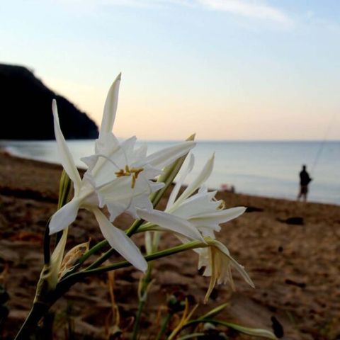 Villaggio Camping Soleado - Camping Salerne - Image N°5