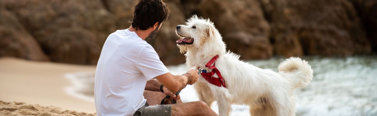 Nos campings avec animaux acceptés