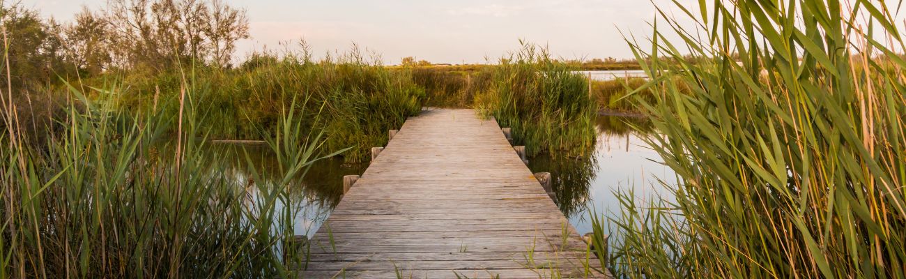 Campings en Camargue