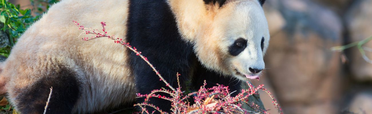 Camping zoo de beauval